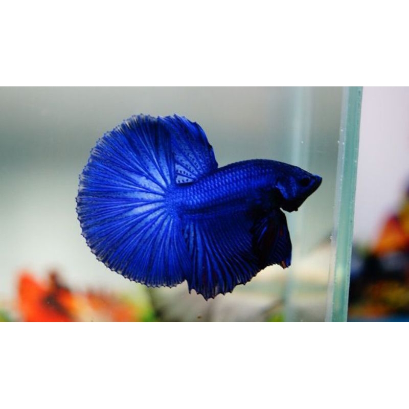 

ikan hm remaja rendom