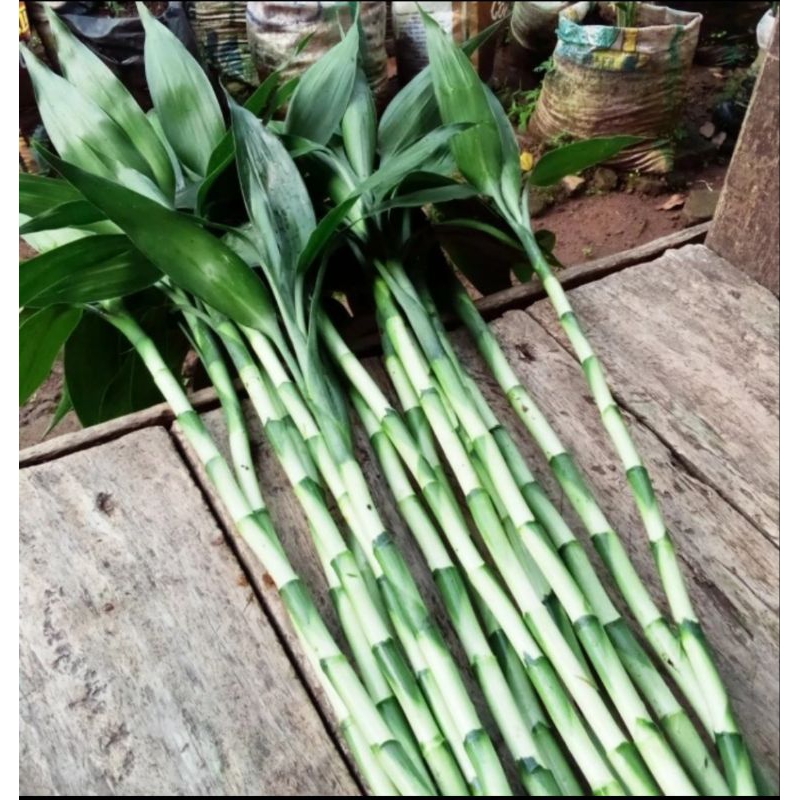 Tanaman Bambu Kole/bambu hoki steak panjang 30cm