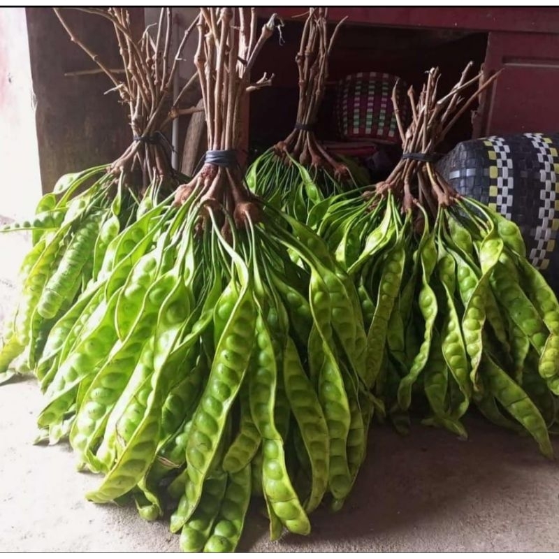 

Pette lalapan fresh super murah