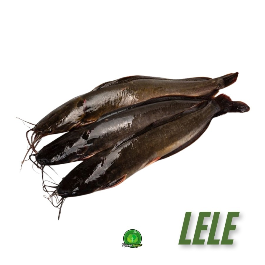 

Lele Segar aldana sayur 1kg
