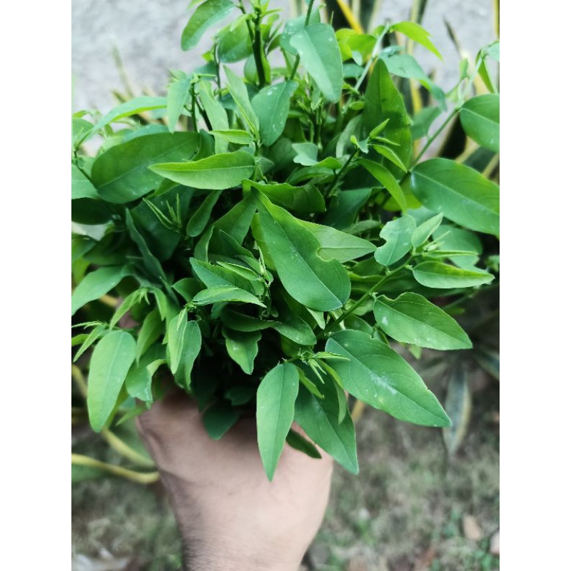 

Daun katuk sayur segar 1 ikat untuk asi booster alami