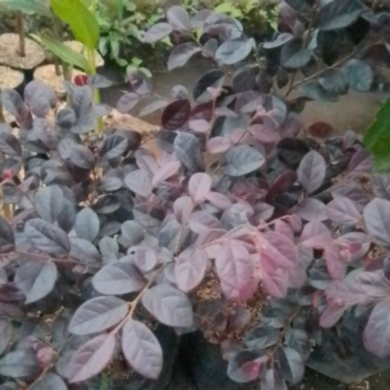 tanaman bunga serut merah