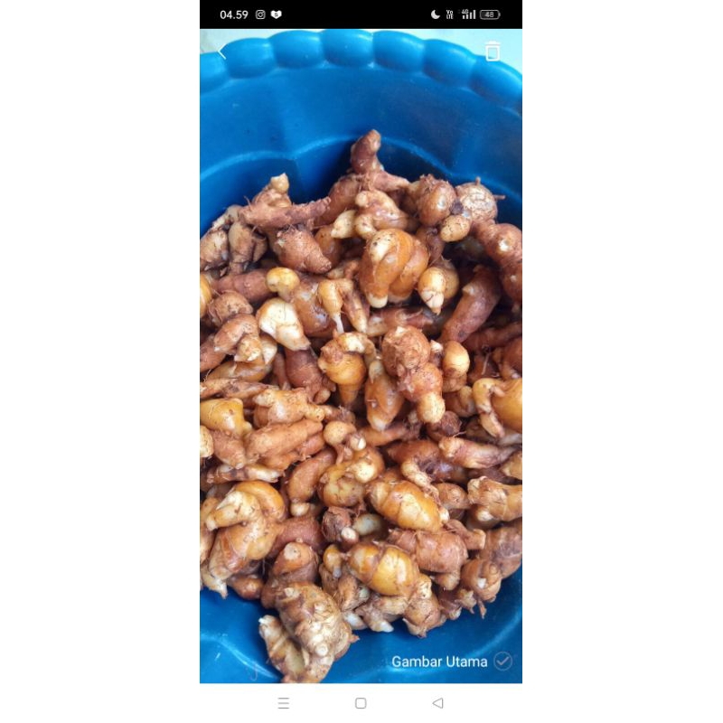 

1 kg Kencur Madura asli ,kecil- kecil tapi aroma dan rasanya sangat khas
