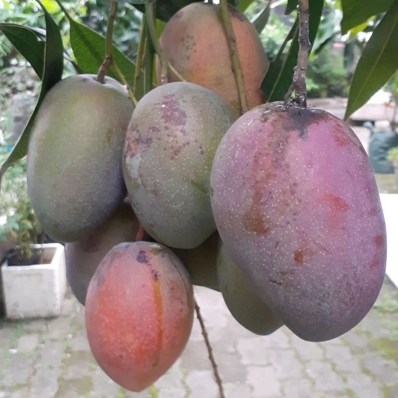 Bibit Mangga Irwin Tinggi 1 Meter Hasil Okulasi