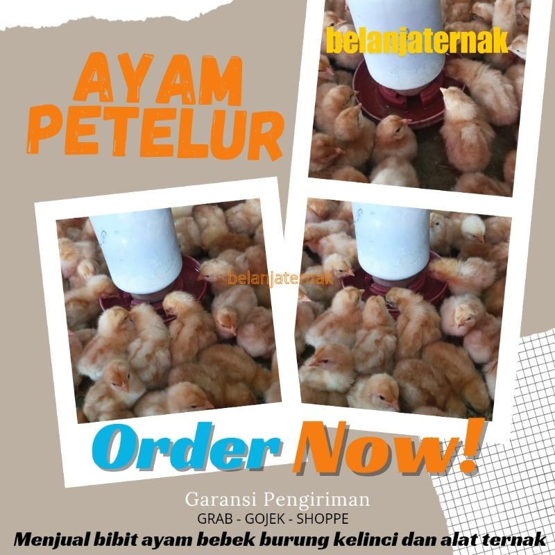 Ayam Petelur - Ayam Telur - Ayam Telor - Layer - Doc Ayam Petelur - Doc Telur