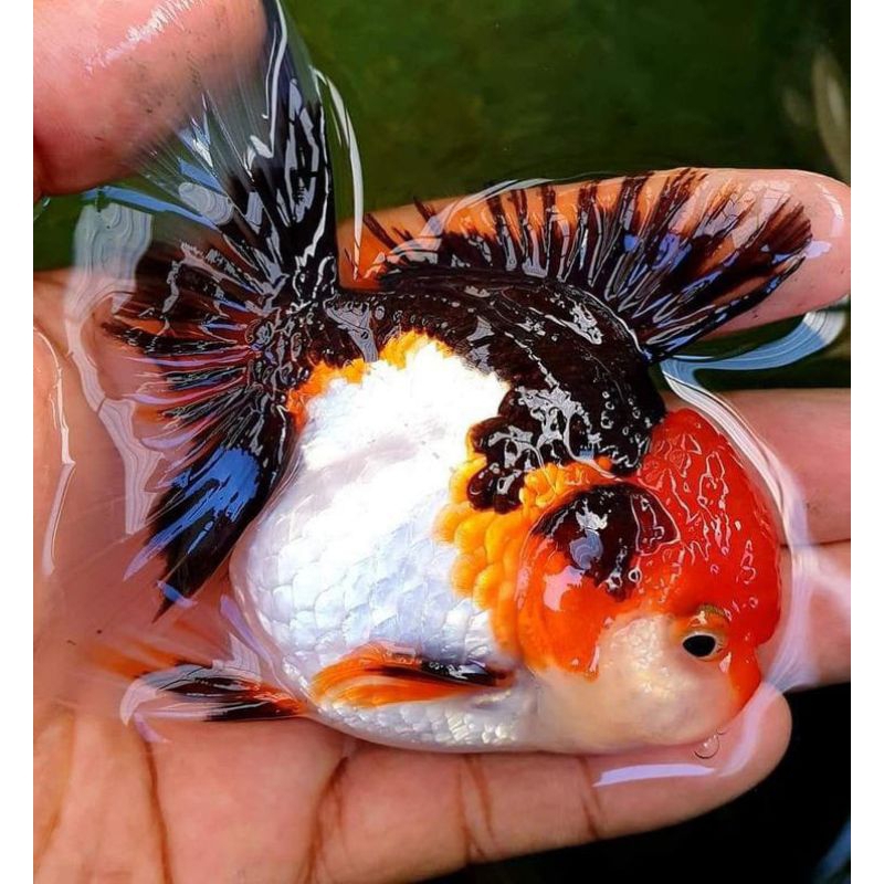 

KOKI ORANDA TREECOLOR GRADE A+