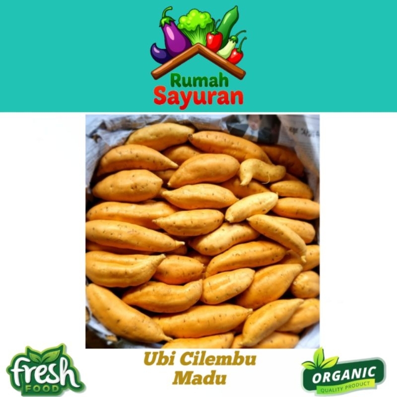 

Ubi Cilembu Madu Super Fresh 1kg Termurah