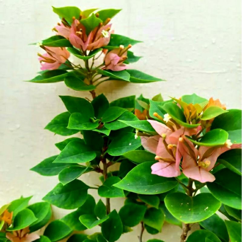 Tanaman Hias Bunga Bougenville Singapore Peach