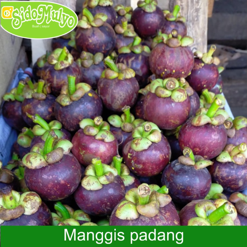 

Buah Manggis padang super fresh manis 1 kg | ud sidomulyo fresh