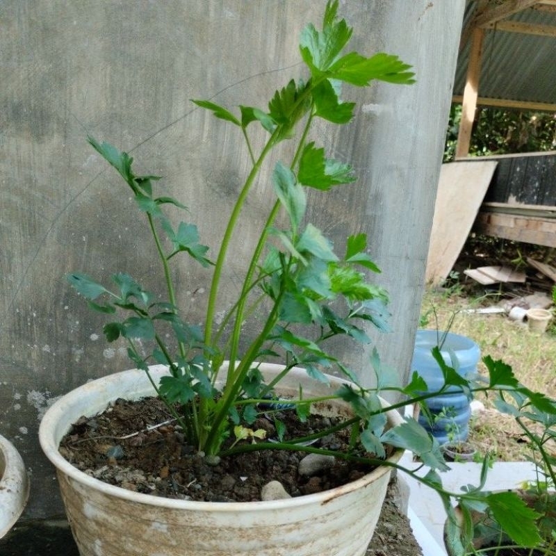 

Daun SOP / daun seledri hidup (free tanah + wadah)