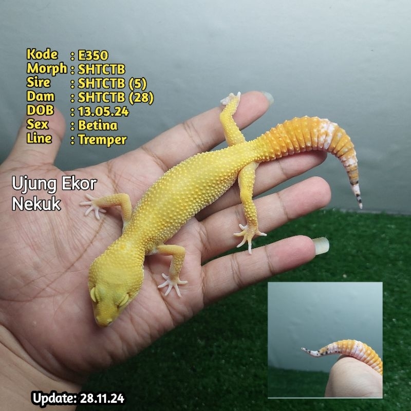 Eubleparis Macularius Hiasan Leopard. Gecko Juve - SHTCTB Female Sesuai Foto Bukan Random