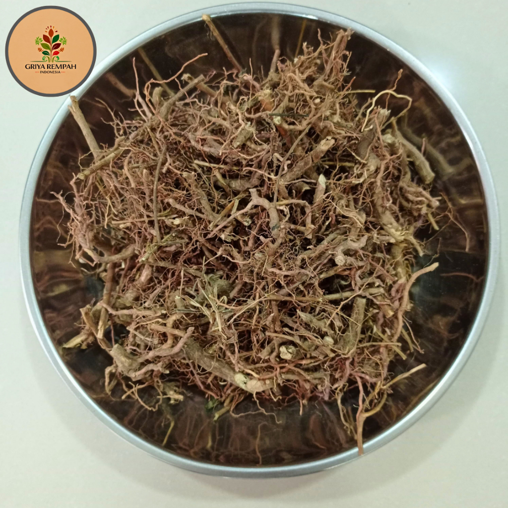 

AKAR ANTING-ANTING KERING 500 GRAM Premium – Rempah Herbal Kering Alami Catnip Kesehatan Optimal Jamu Tradisional Simplisia Acalypha australis