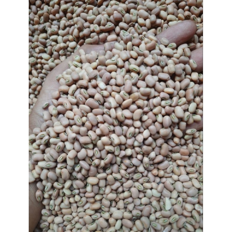 

Kacang Tunggak Tolo Otok Dadap Landes Lokal isi 100 Gram mentah