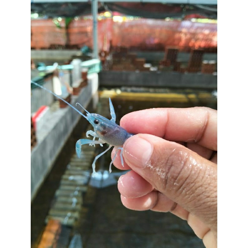 

udanglobster airtawar