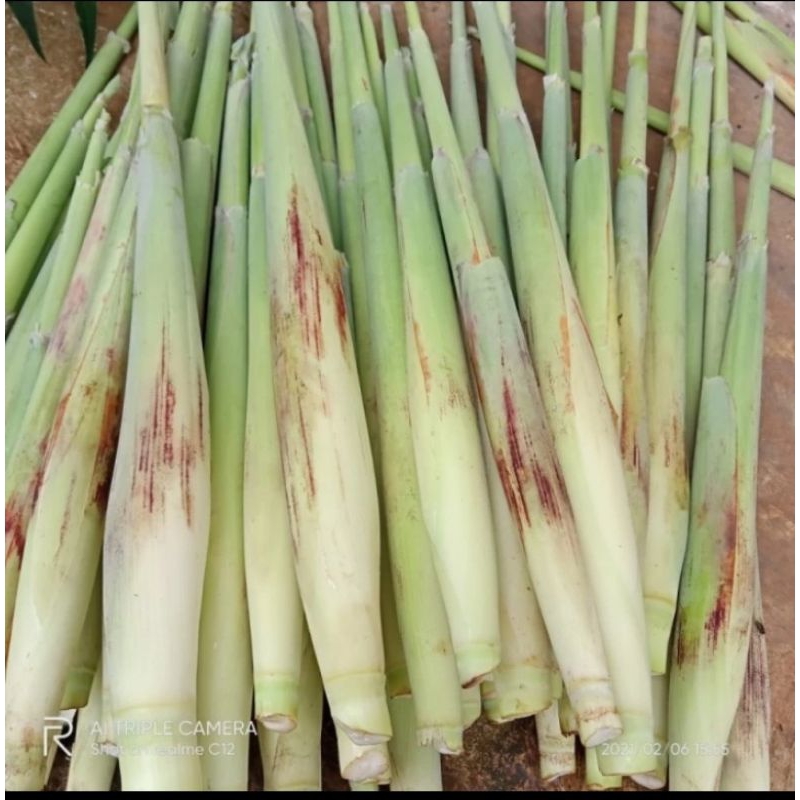 

TEBU TELUR UNGGULAN 1KG