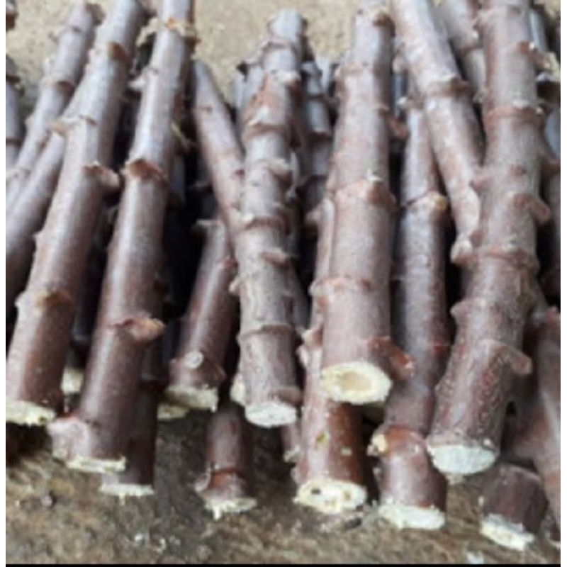 bibit ubi kayu 1 potong