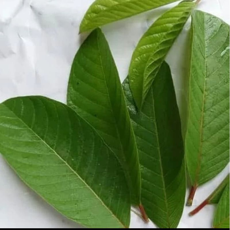 

daun jambu biji segar pres 1kg