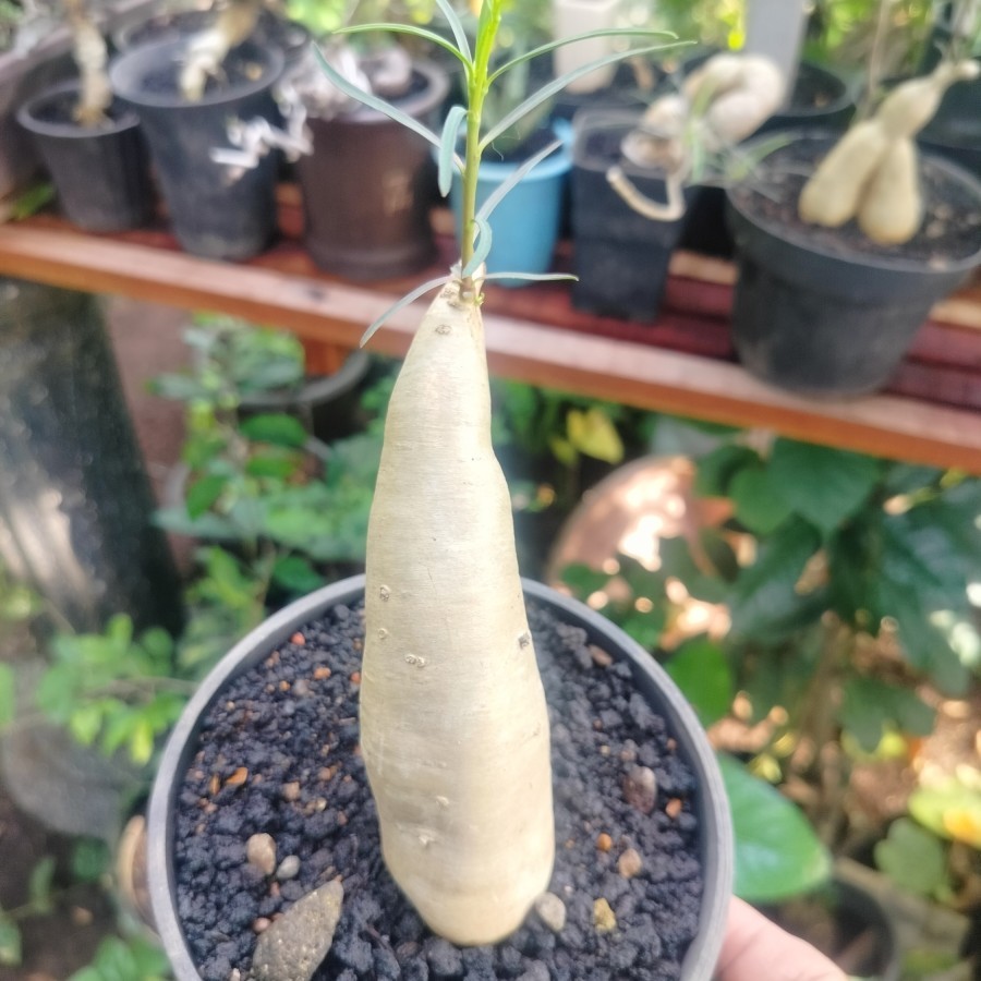 BIJI IMPOR BENIH bibit Tanaman hias import Euphorbia Hedyotoides Bonggol Unik Lucu langka bagus Caud