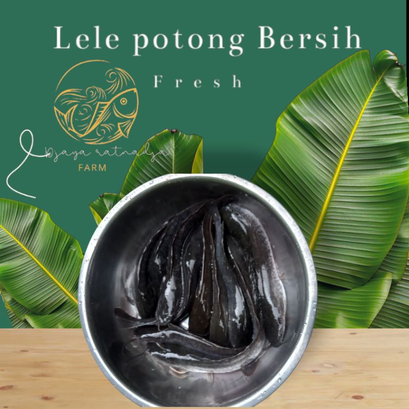

Lele Potong Bersih Fresh