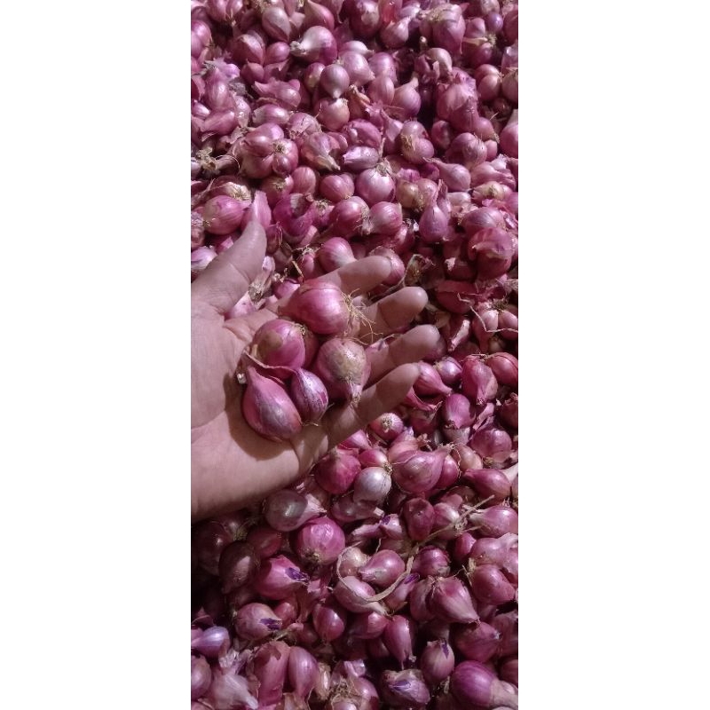 

Grosir Bawang merah Segar Fress murah harga merakyat