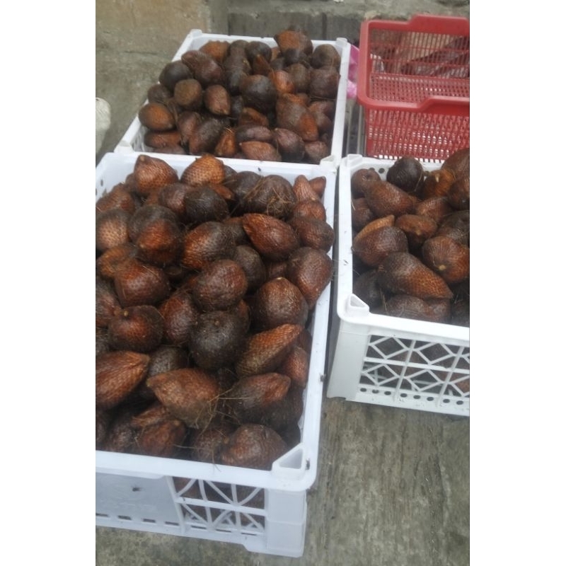 

Salak pondoh fresh