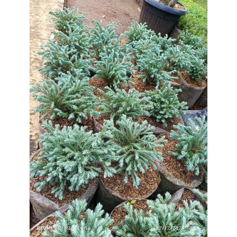 Tanaman hias Cemara perak, Cemara perak, Cemara perak hidup