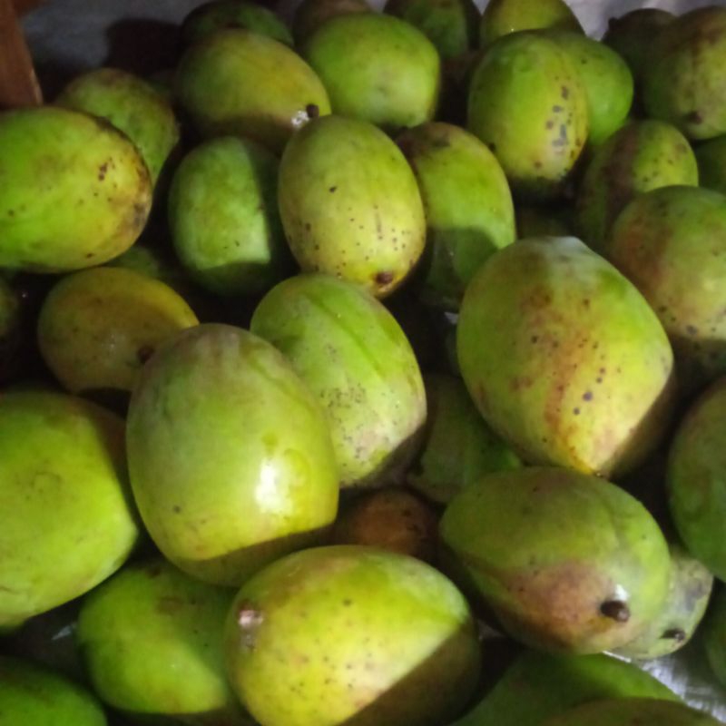 

mangga kuweni 1 kg