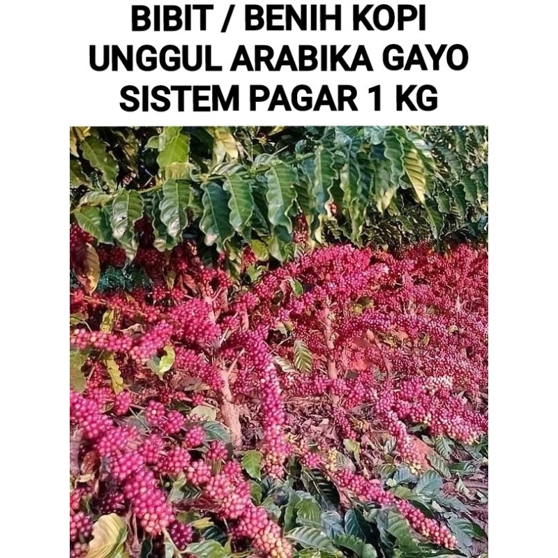 BIBIT / BENIH KOPI ARABIKA GAYO ( SISTEM PAGAR ) 1 KG COD