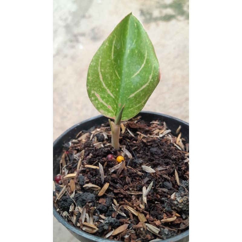 Aglonema MAESWARA (Baby Daun 1+)
