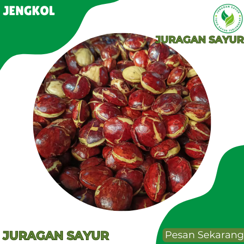 

Jengkol Tua Mentah - Jengkol Tua Mentah 1kg Super - Jengkol Kupas Fresh dan Premium - Juragan Sayur