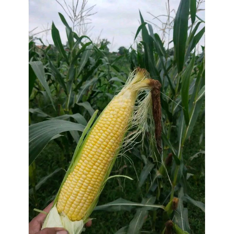 

jagung manis instan fres 500gram 1kg 2kg