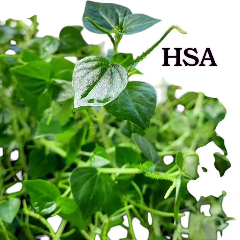 

1KG DAUN SIRIH CINA HERBAL ALAMI