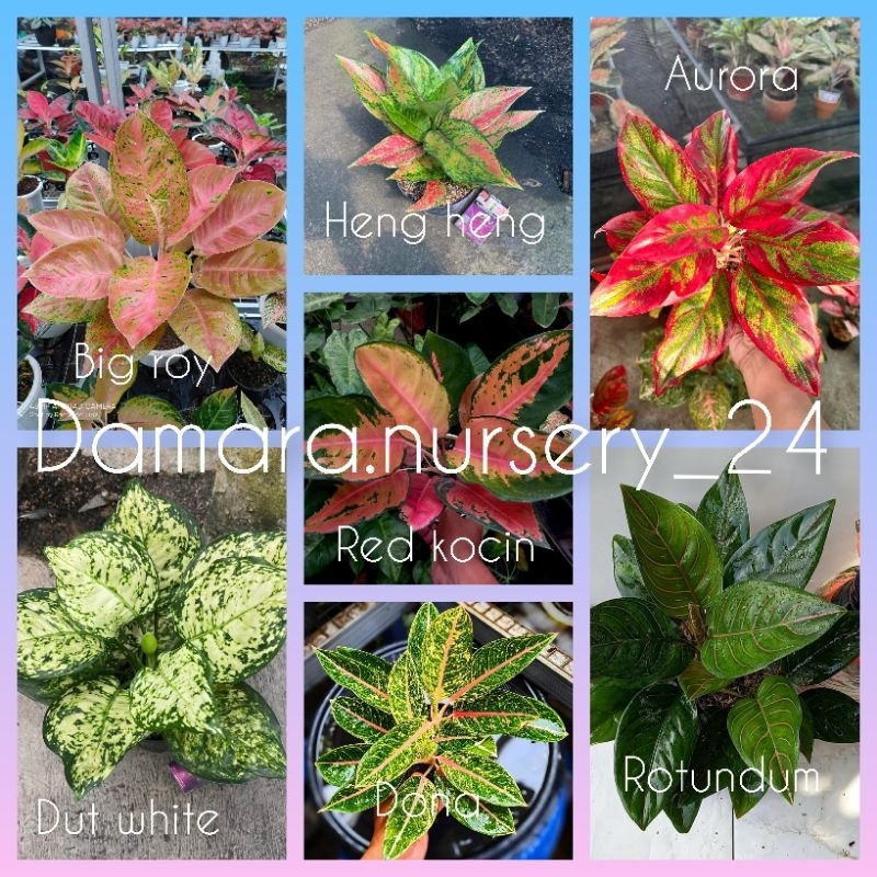 bunga aglonema paket isi 7 jenis