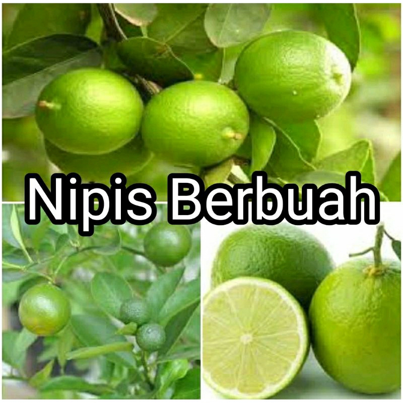 Bibit Jeruk Nipis Kondisi Sudah Berbuah