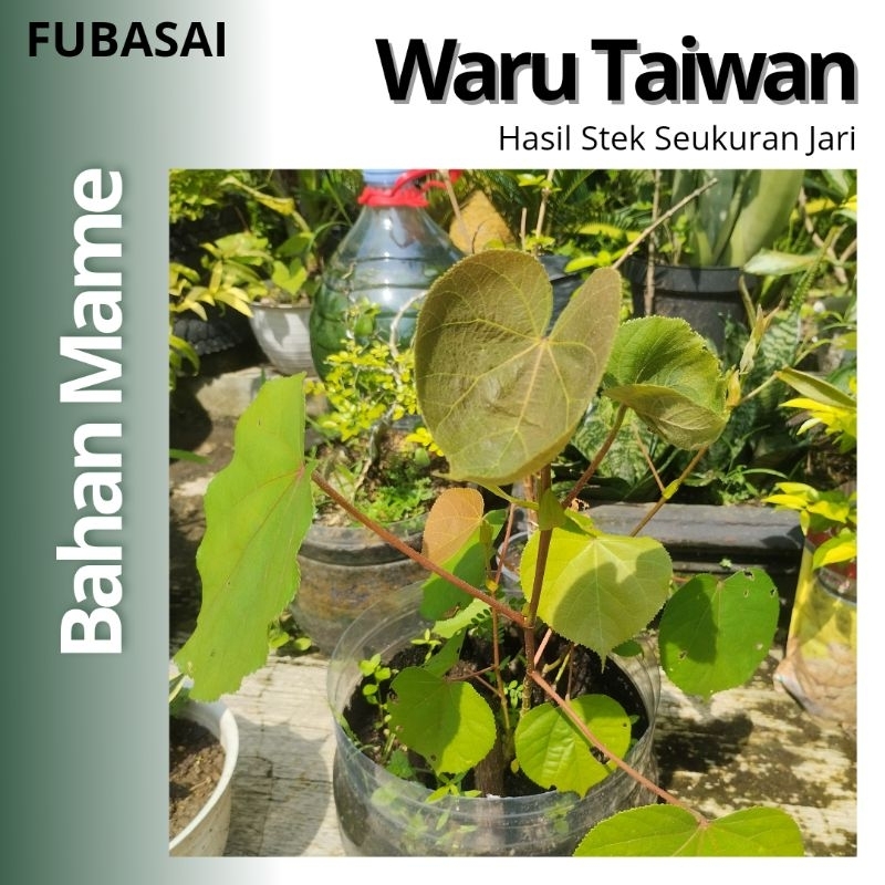 Bahan Bonsai Waru Taiwan Berakar Sehat | Bahan Mame