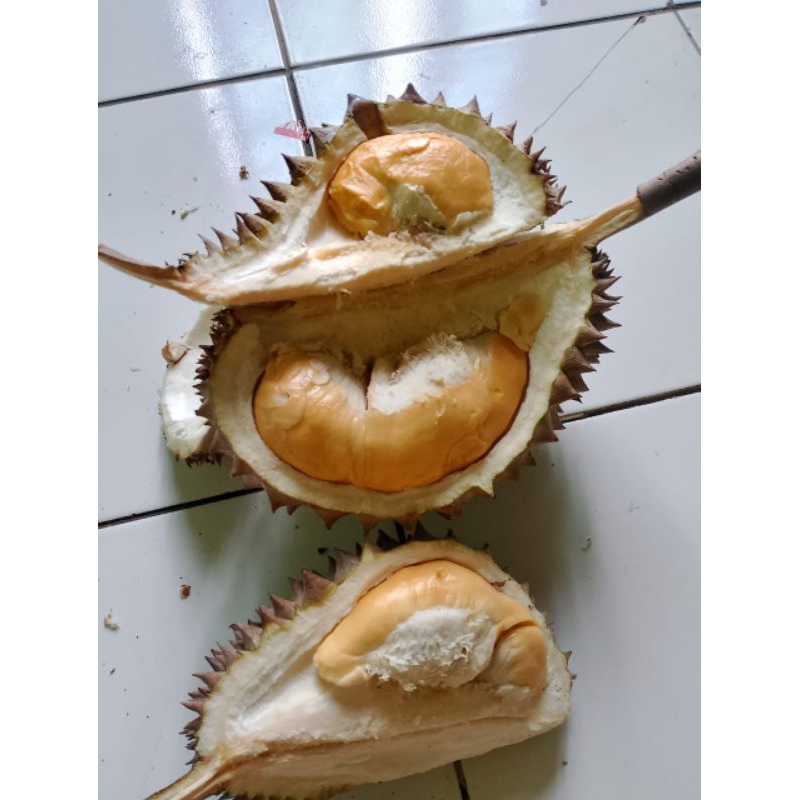 

Durian Bawor Duren Asli Banyumas 1,5 - 2,5 Kg Berkualitas Manis Matang Pohon Murah Garansi