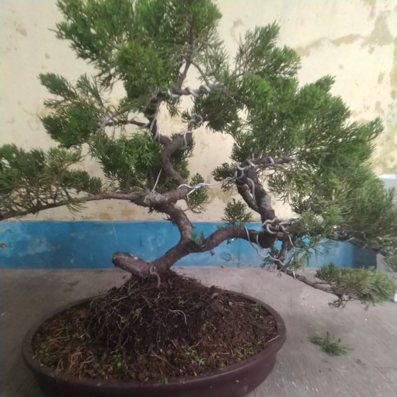 bonsai sinensis