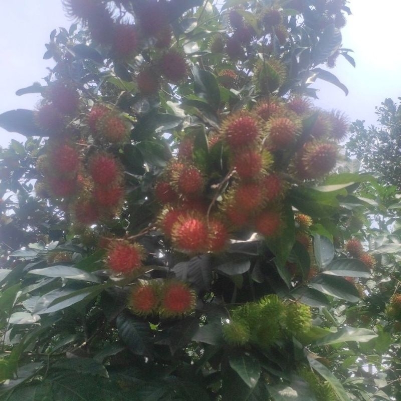 

Buah Rambutan Binjai Asli 2kg