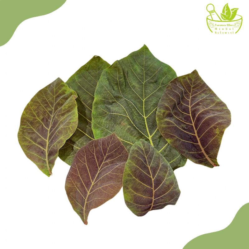 

Daun Jati Segar (25 Lembar)