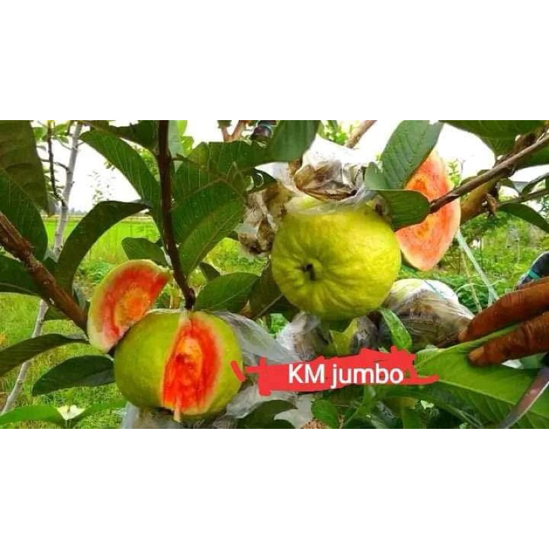 fresh cangkok jambu kristal merah jumbo asli