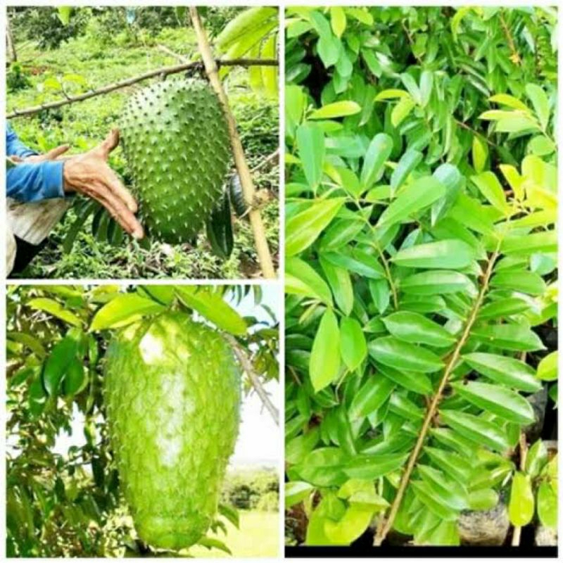 Bibit sirsak madu jumbo cepat berbuah bibit sirsak jumbo super manis