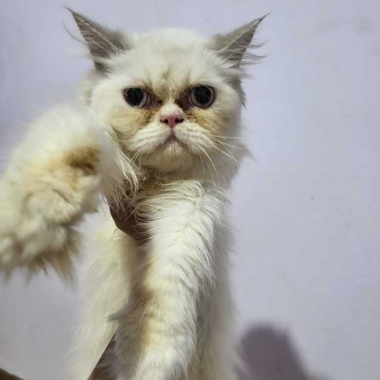 kucing persia x himalaya DOB 15 mei 2024 (7 bulan) jantan kopo permai bandung