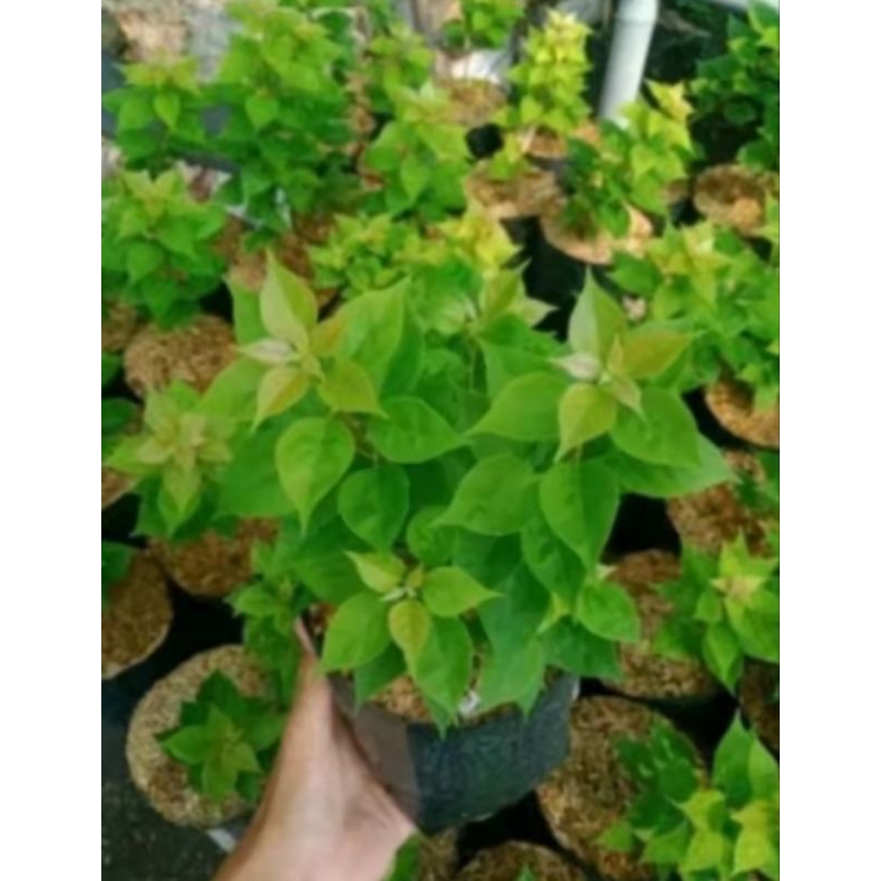 bibit tanaman hias bugenvil bunga bugenvil Singapura kuning