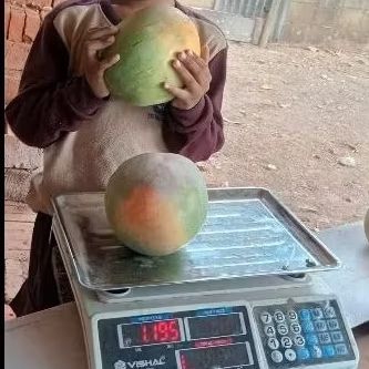 

Mangga Agramania Berat 1 Dus 5kg isi 5-6