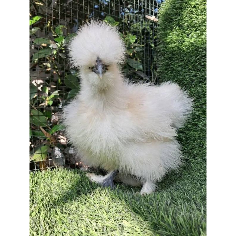 Telor Tetas Ayam American silkie