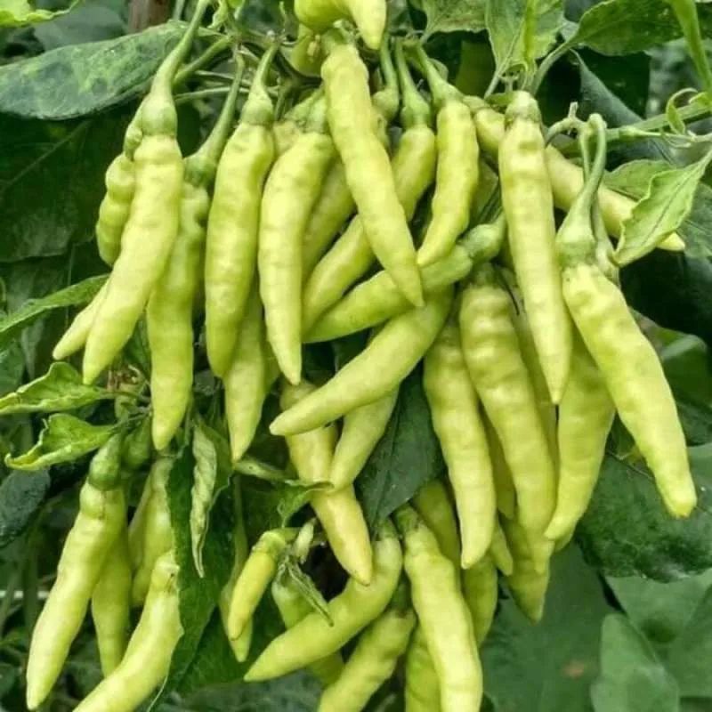 35 Biji - Benih Cabe Rawit Putih Hormat - Garuda Seed - Cabe Rawit Merunduk Putih - Benih Seribuan