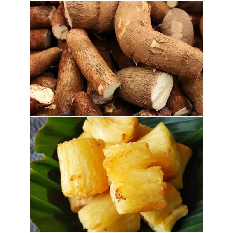 

Singkong Mentah 1 Kg Kualitas Super