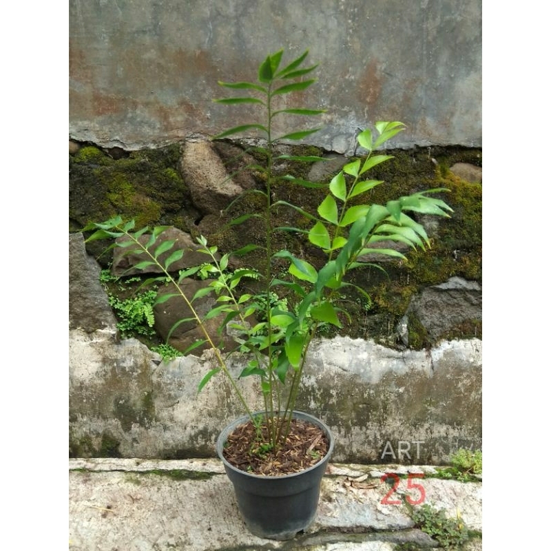 Zamia Fischeri Cycad Fisheri Sikas Fiseri