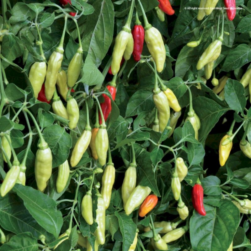 

tanaman cabai 1 pot isi 5