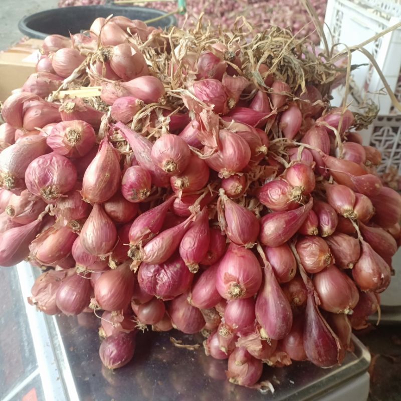 [PAKET 10KG] Bibit bawang merah Bima  brebes siap tanam